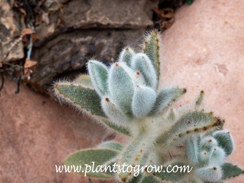 Super Fuzzy Panda Plant (Kalanchoe tomentosa)